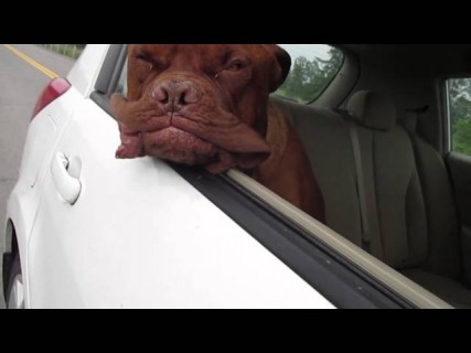 Веселая собака в Магадане &laquo; автомагадан