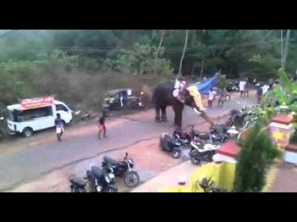 Слон психанул в Магадане &laquo; автомагадан