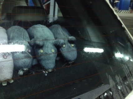 Тюнинг из крыс в Магадане &laquo; автомагадан