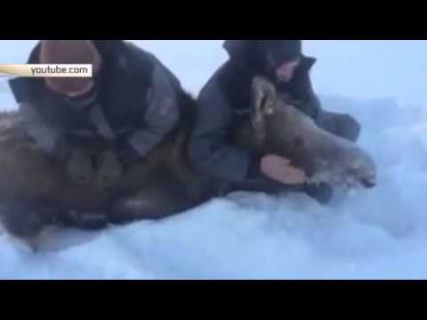 Жестокая охота на лося в Магадане &laquo; автомагадан