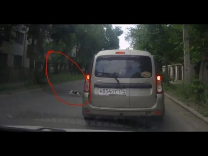 Кошка спровоцировала аварию в Магадане &laquo; автомагадан