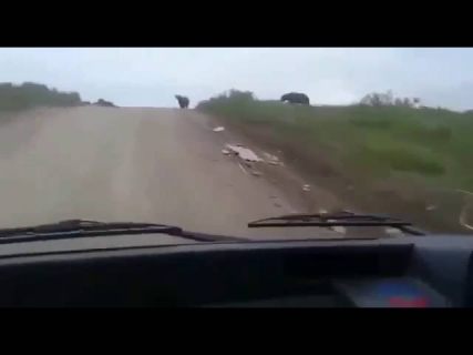 Любители мусора в Магадане &laquo; автомагадан