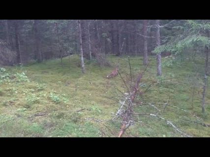 Лиса и мужик в Магадане &laquo; автомагадан